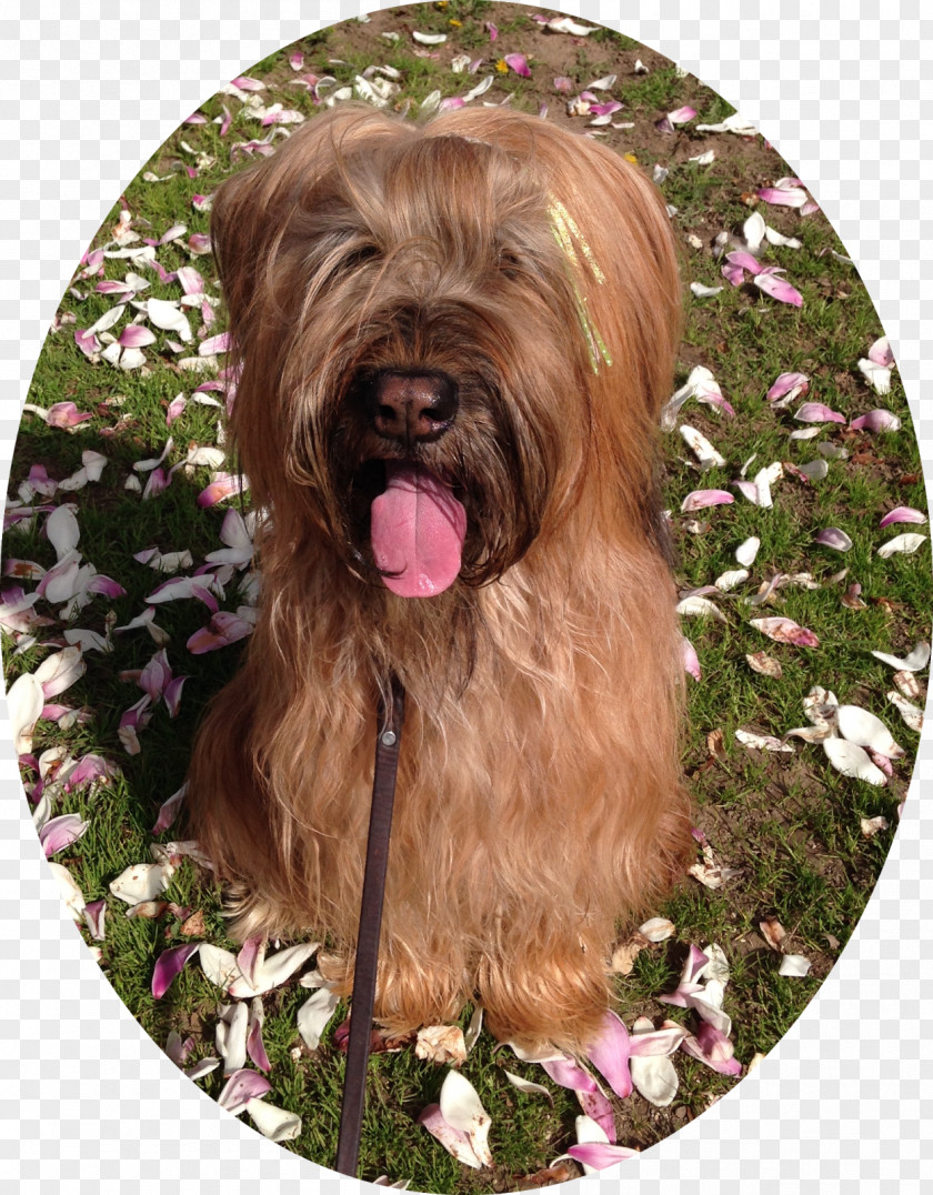 Chou Glen Soft-coated Wheaten Terrier Tibetan Dutch Smoushond Cairn PNG