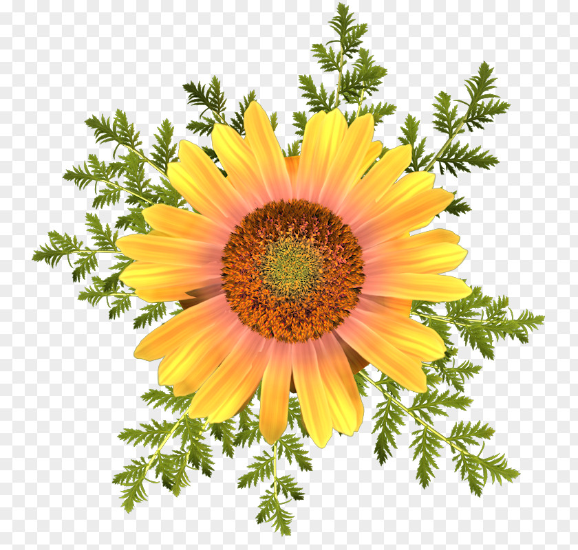 Flower Common Sunflower Transvaal Daisy Blanket Flowers T-shirt PNG
