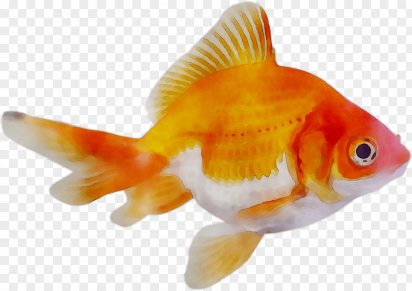 Goldfish Centaur Feeder Fish Horse PNG