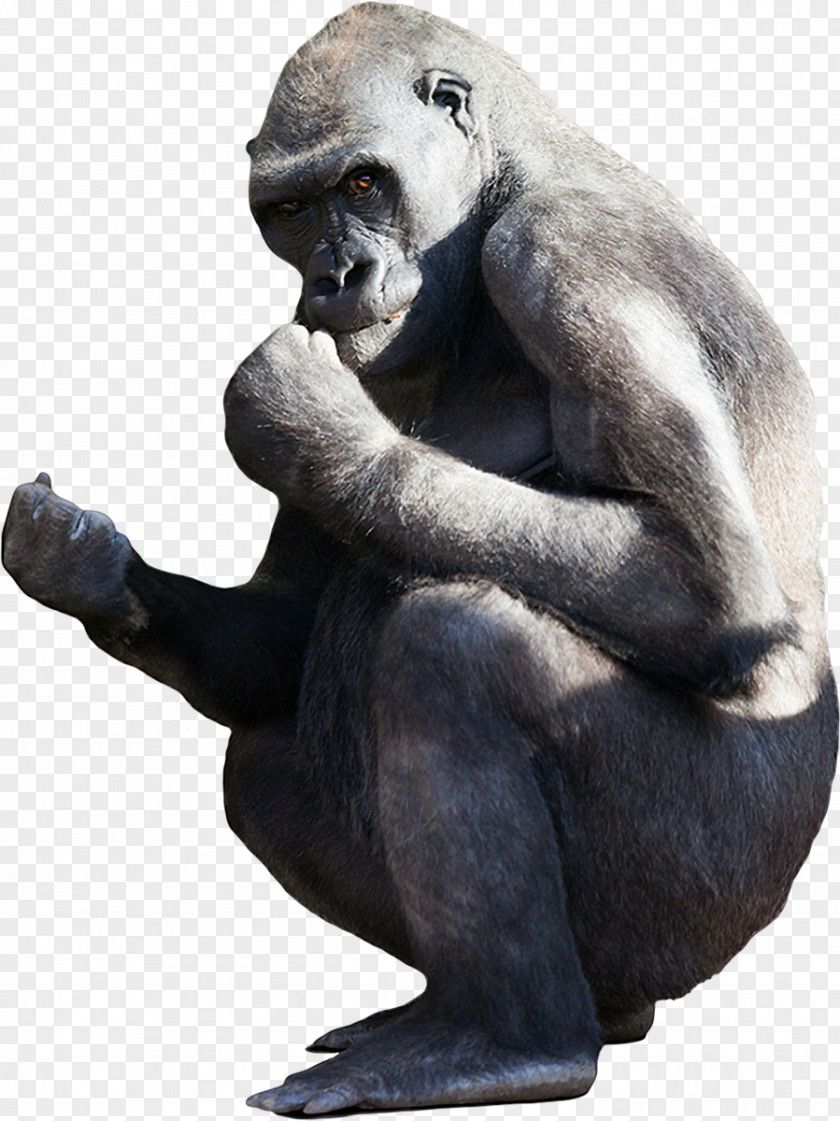 Gorilla Clipart Stock Photography Royalty-free PNG