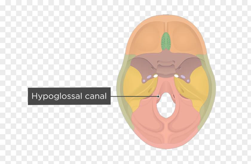 Skull Hypoglossal Canal Occipital Bone Base Of Foramen Magnum PNG