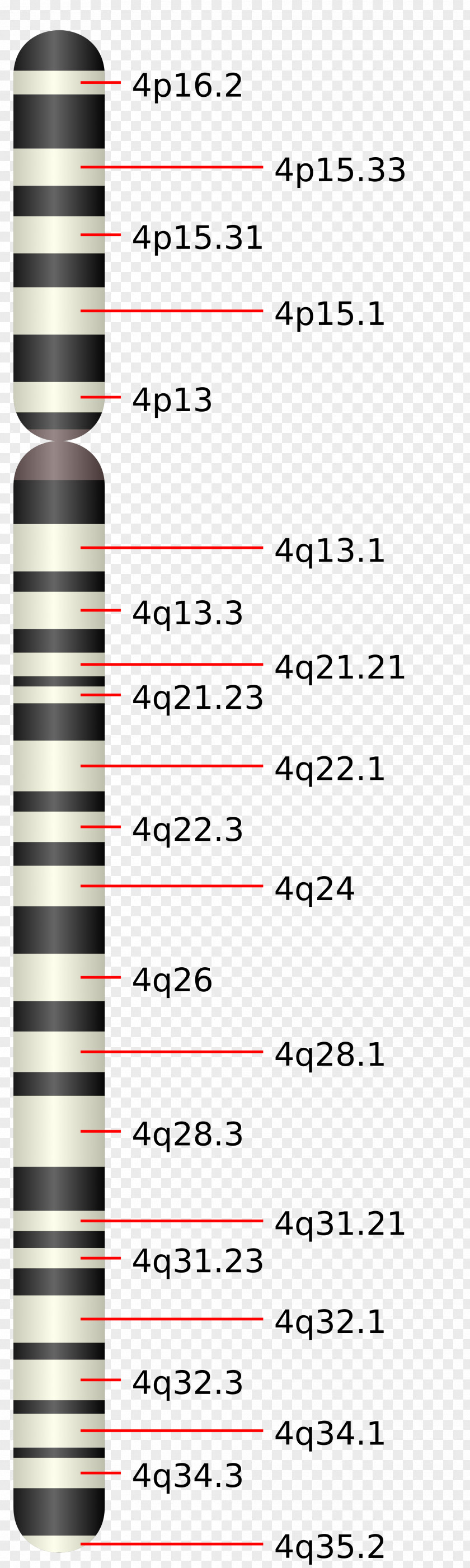 Chromosome 4 Facioscapulohumeral Muscular Dystrophy Disease Gene PNG