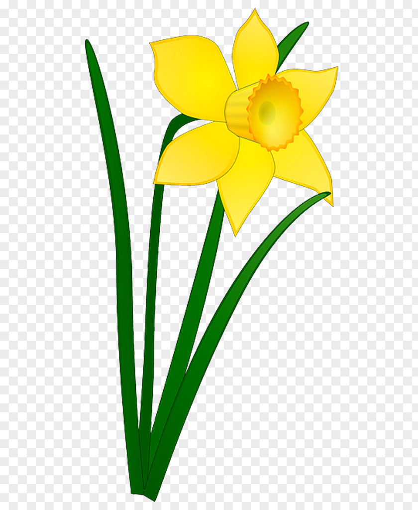Daffodil Drawing I Wandered Lonely As A Cloud Clip Art PNG