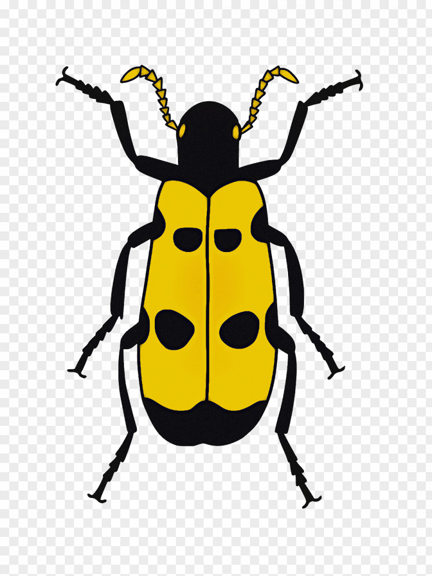 Ladybird Beetle Beetles Drawing Line Art Cartoon PNG