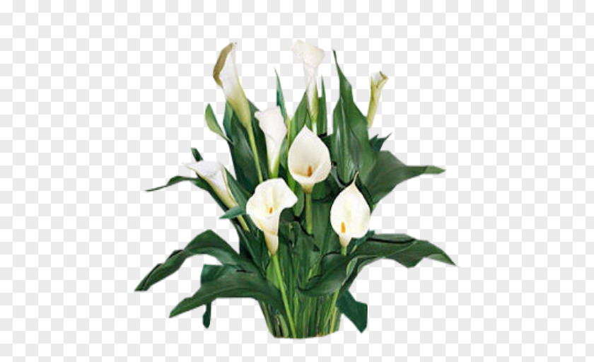 Lily Plant Cut Flowers Arum-lily Lilium PNG