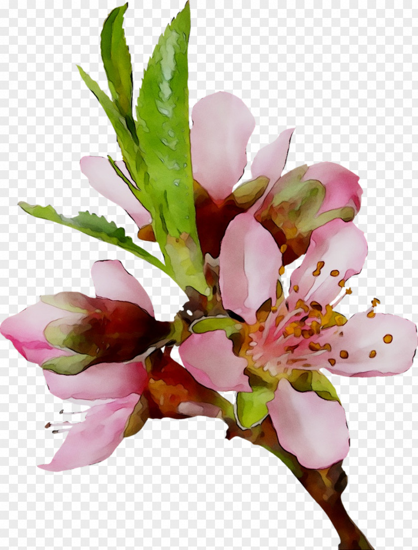 Vinh Tuong District People's Committee Lily Of The Incas 0 Cut Flowers PNG