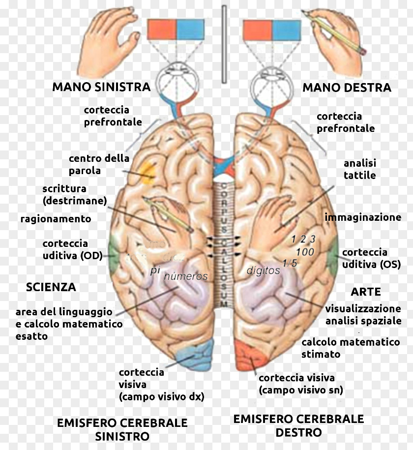 Brain Lateralization Of Function Cerebral Hemisphere Human Anatomy PNG