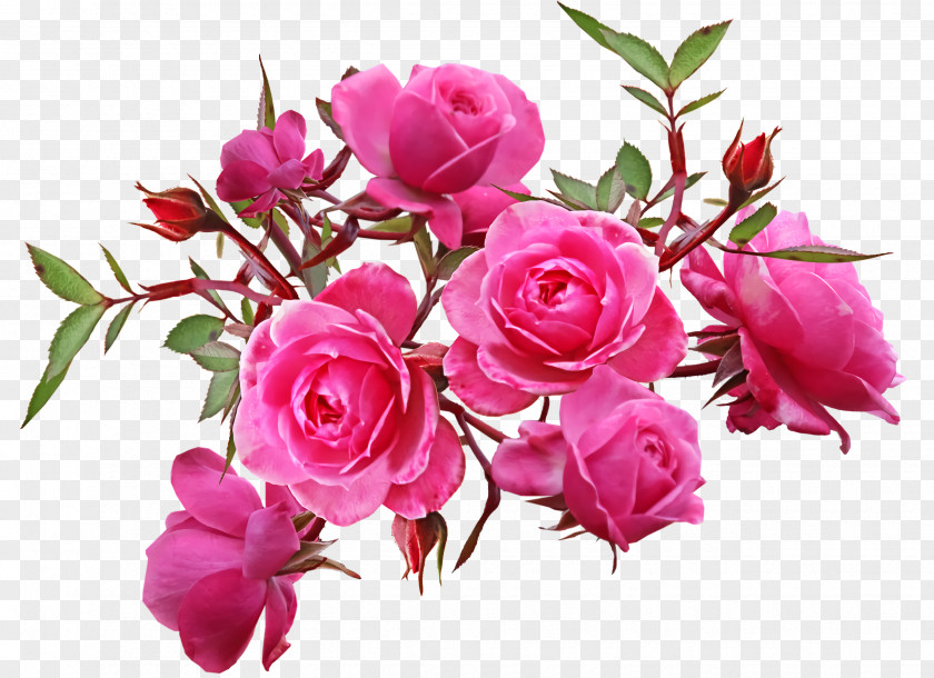 Garden Roses PNG