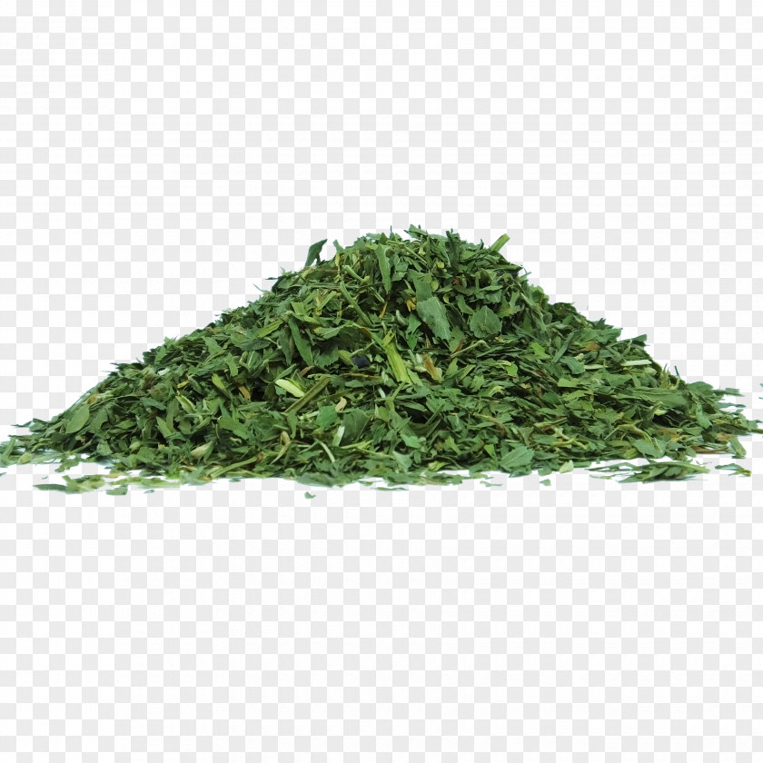 Herbs Alfalfa Sprouting Herb Food Nutrition PNG