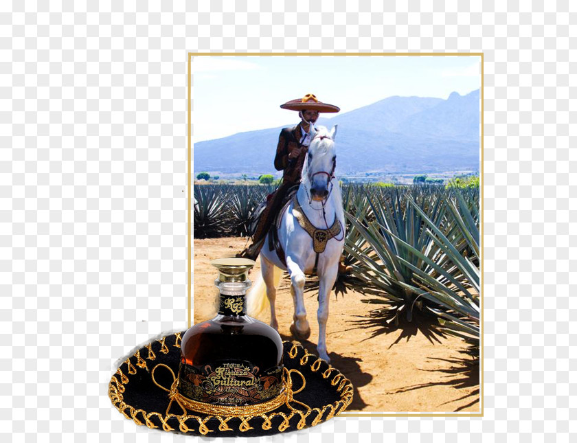 Mariachi Hat Tequila Guadalajara Agave Azul Puerto Vallarta Mezcal PNG