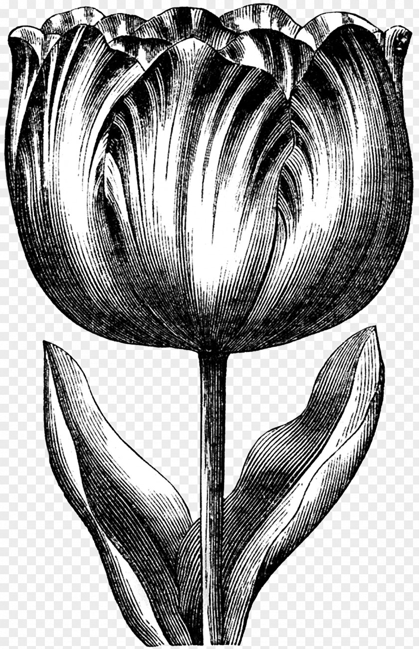 Tulip Clip Art Graphics Drawing Image PNG