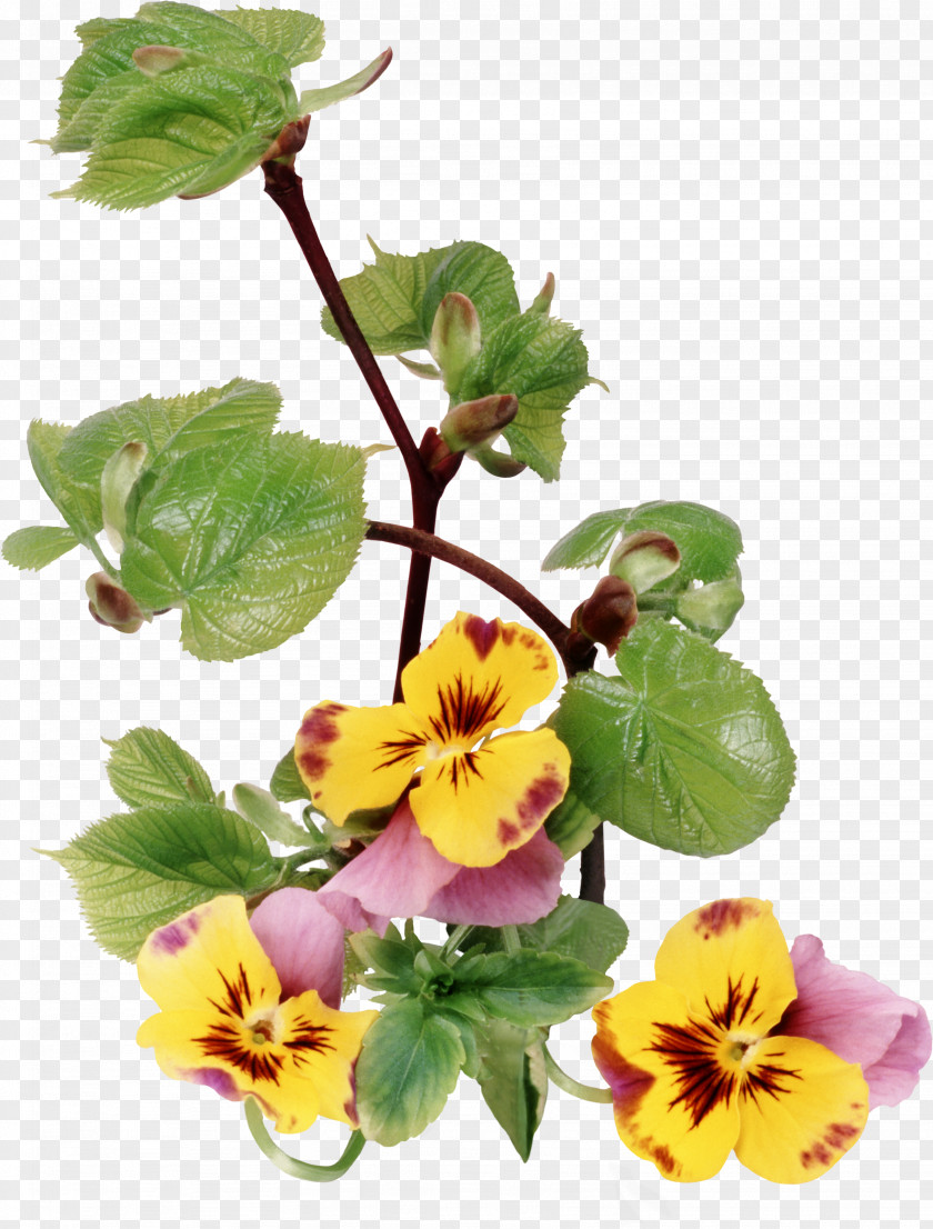 Violet Pansy Clip Art PNG