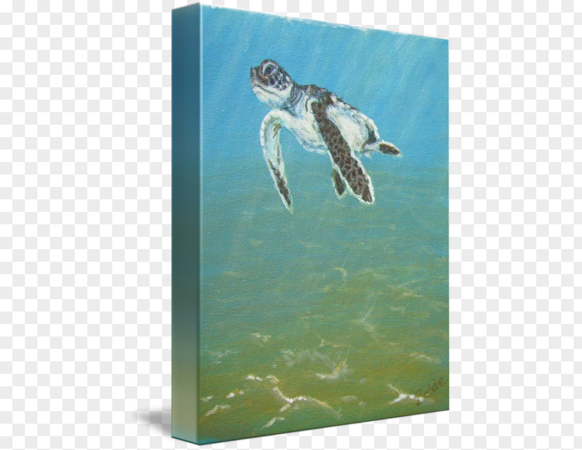 Baby Turtle Loggerhead Sea Imagekind Art PNG