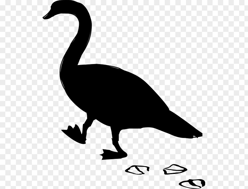 Duck Goose Clip Art Fowl Fauna PNG