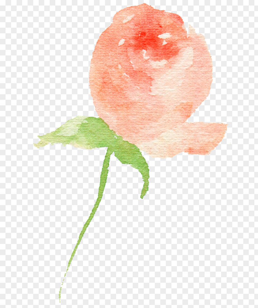 Hand Drawn Rose Bud PNG