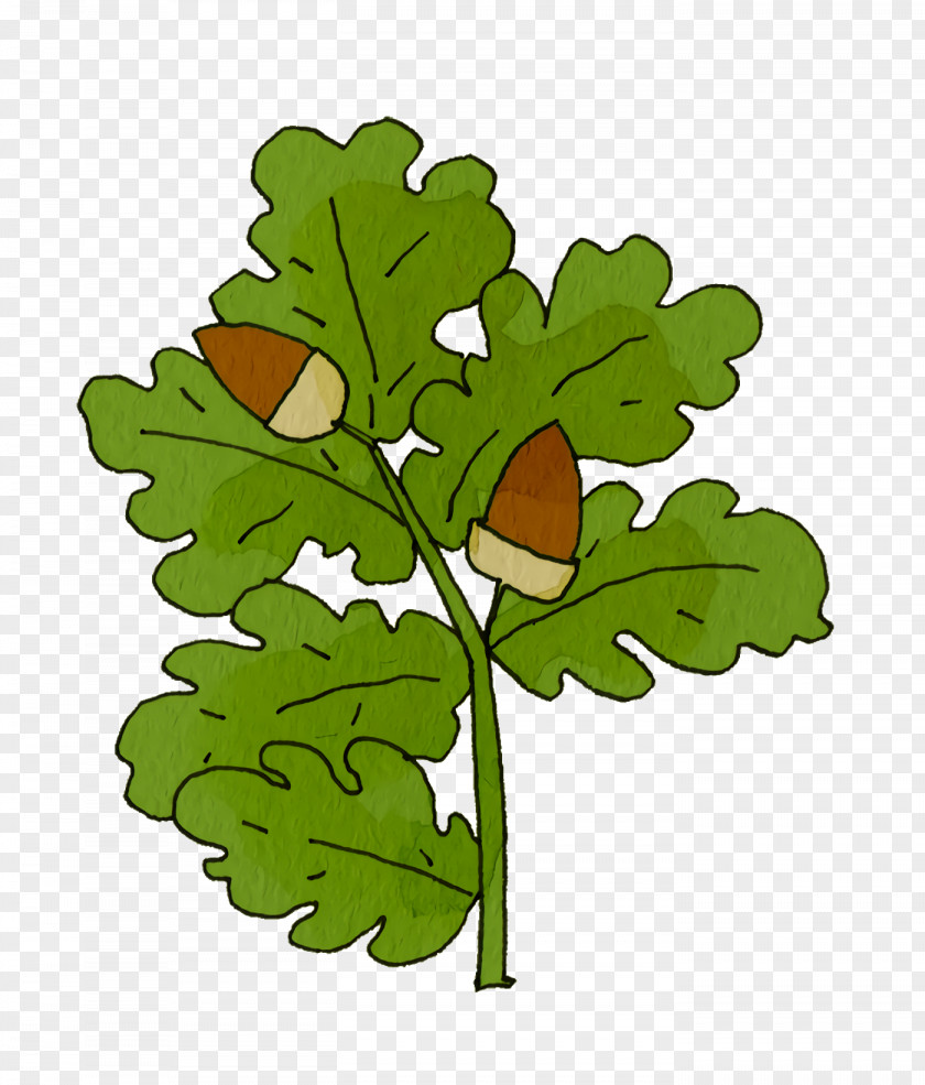 Leaf Vegetable Plant Stem Branch Plants PNG