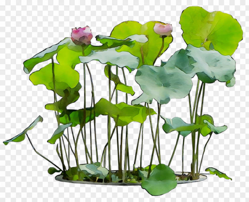 Sacred Lotus Flower Floral Design Plants Ornamental Plant PNG