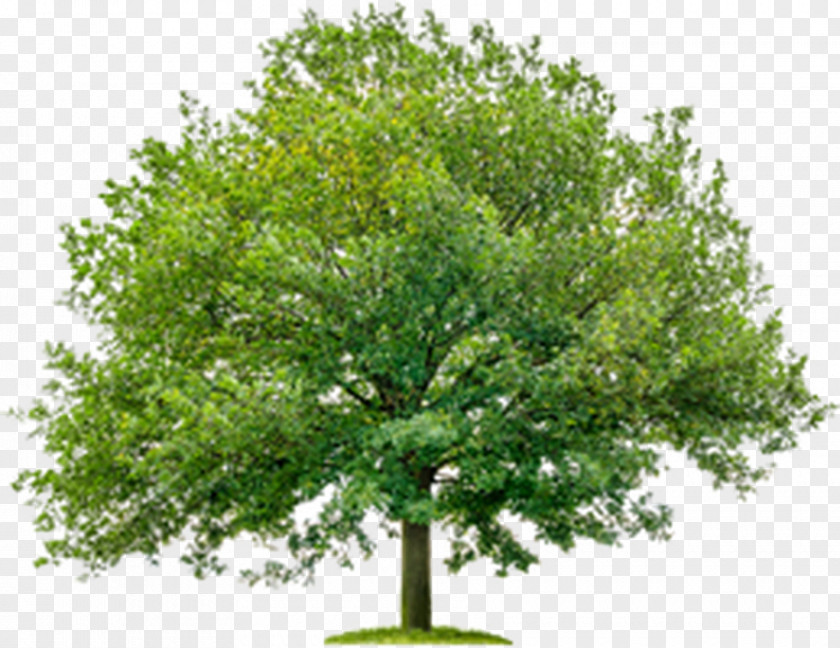 Tree Maple Stock Photography English Oak Ulmus Minor PNG