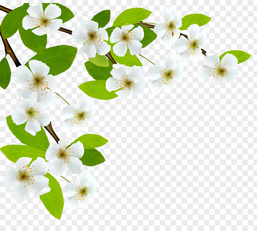 White Spring Branch Clipart Image Diagram Clip Art PNG