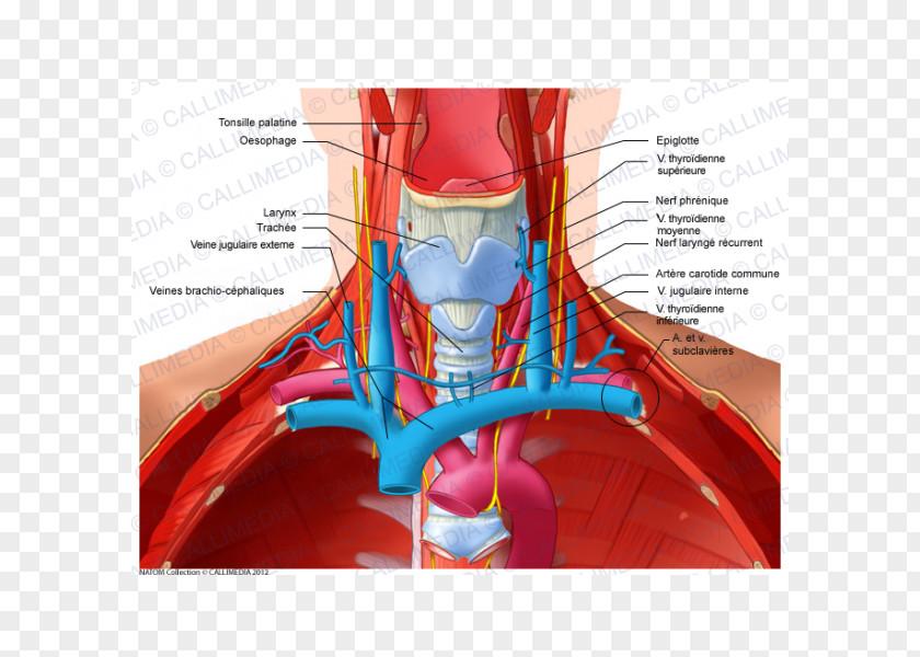 Digestif Anterior Triangle Of The Neck Subclavian Vein Recurrent Laryngeal Nerve PNG