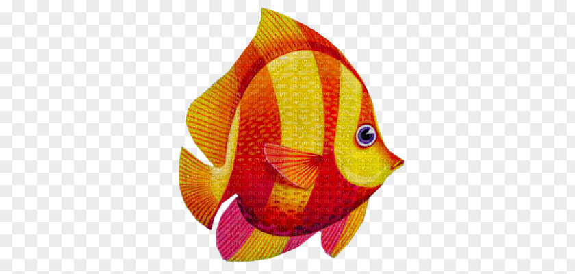 Fish Goldfish Animal PNG
