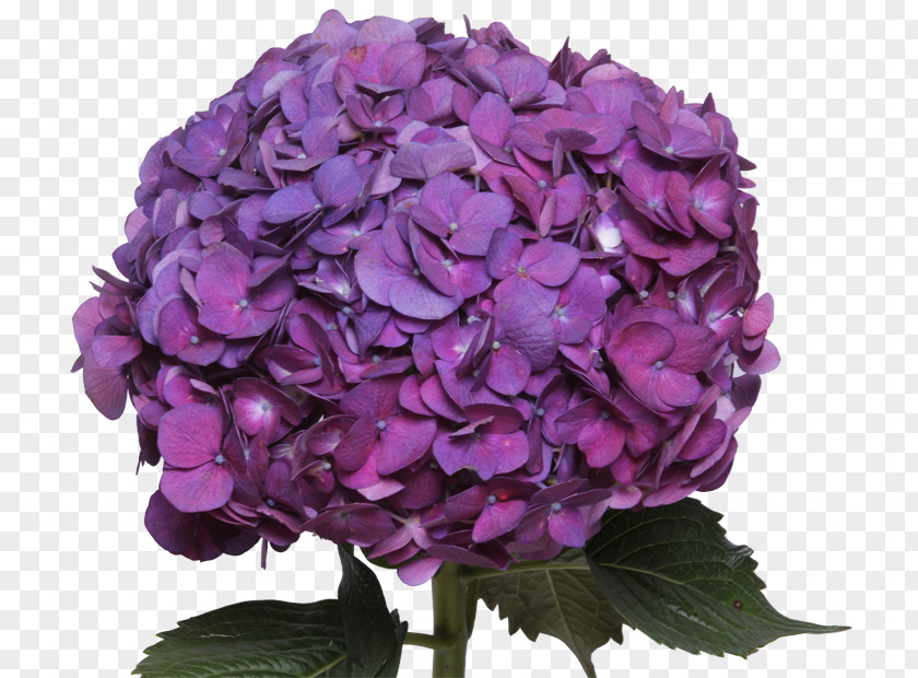 Hydrangea Cut Flowers Purple Petal Clip Art PNG