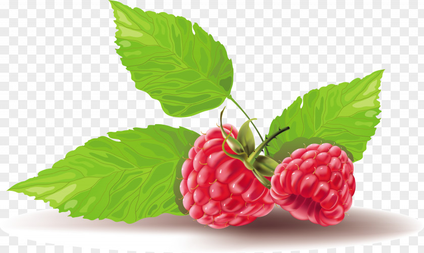 Raspberry Vector Graphics Fruit Strawberry Clip Art PNG