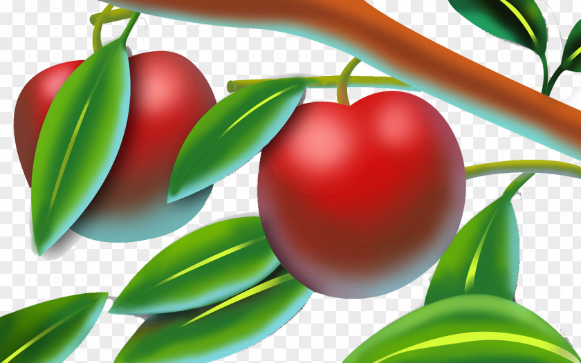 Red Apple On The Branch Auglis Fruit PNG