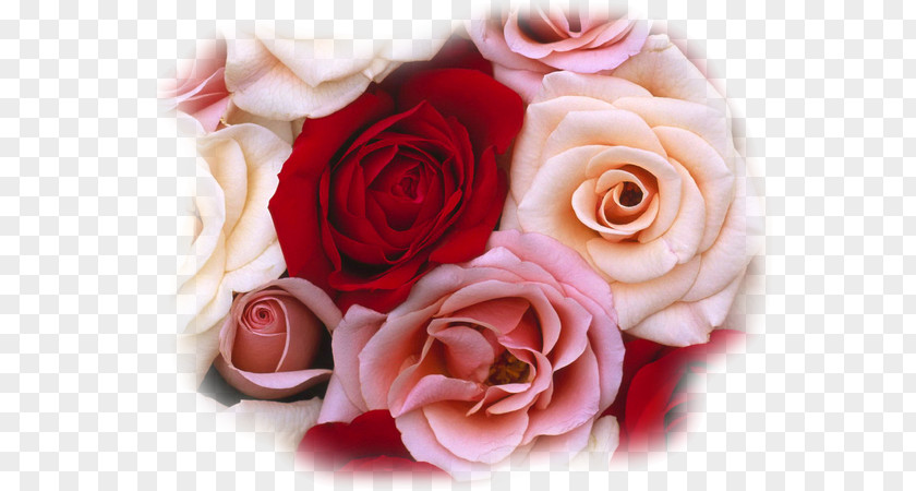Rose Flower Bouquet Red White PNG