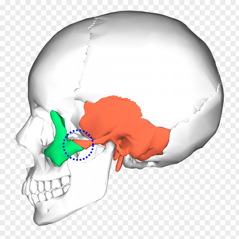 Skull Occipital Bone Temporal Sphenoid PNG