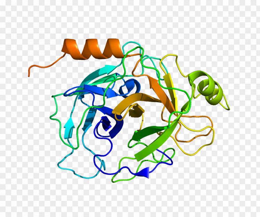 Sodium Channel PRSS8 Serine Protease Protein Gene Human PNG