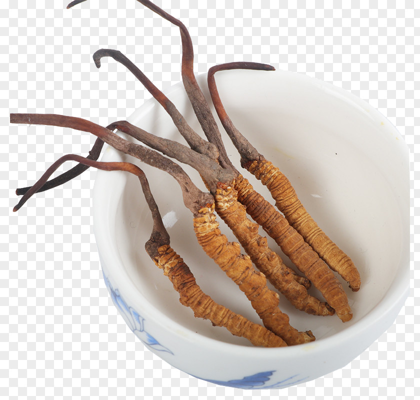 Cordyceps Sinensis Authentic Chinese Medicine Herbs Caterpillar Fungus Traditional PNG