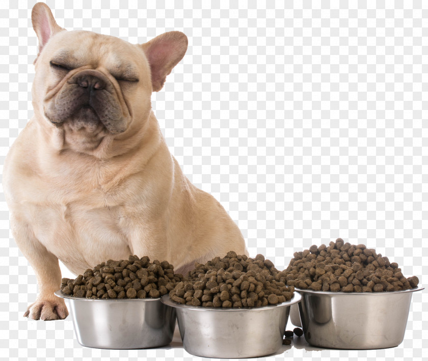 FRENCH BULLDOG Croquette French Bulldog Puppy Dog Food Avoidant/restrictive Intake Disorder PNG