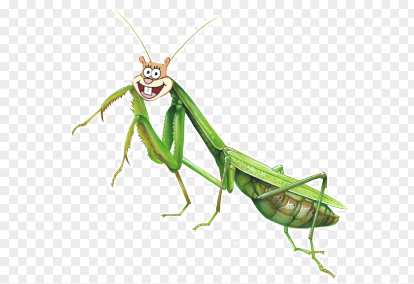 Insect Mantis Illustration Drawing Image PNG