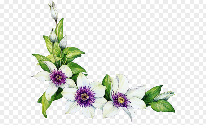 Passion Flower Clip Art PNG