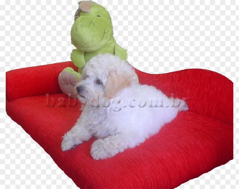 Puppy Maltese Dog Goldendoodle Toy Poodle Breed PNG