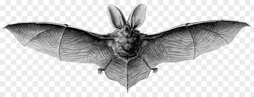 Bats Brown Long-eared Bat Northern Myotis Grey Lesser PNG