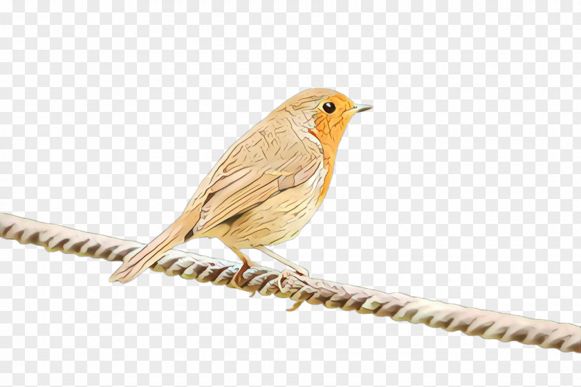 Bird European Robin Songbird Beak Finch PNG