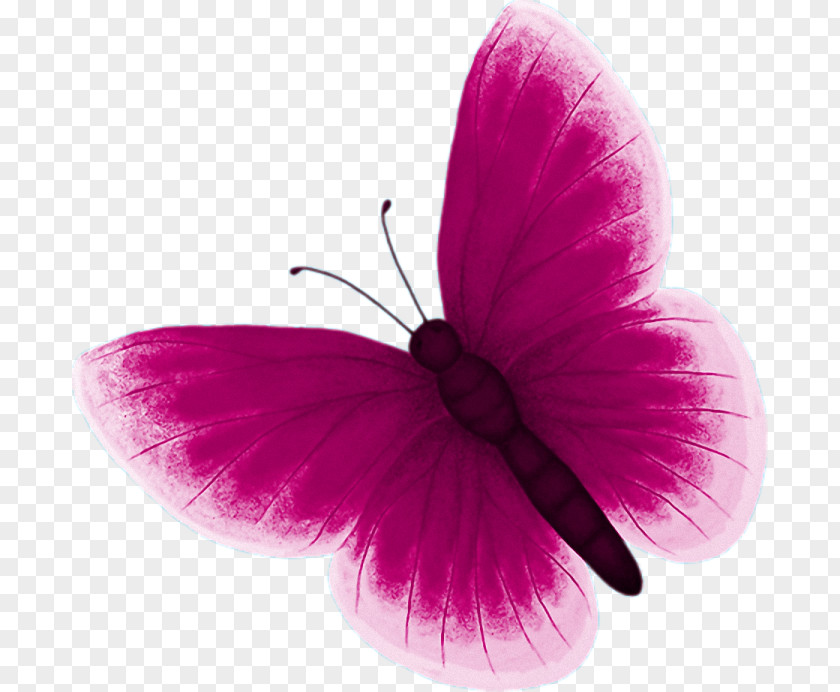 Butterfly Color Pink Clip Art PNG