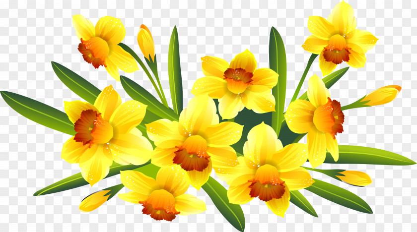 Creative Daffodils Photography Clip Art PNG