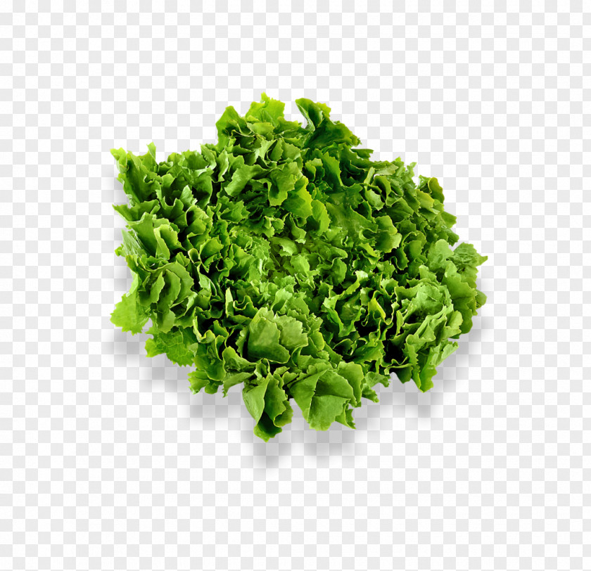 ImageMagick Herb Chervil Vegetable Nature's Pride Salad PNG