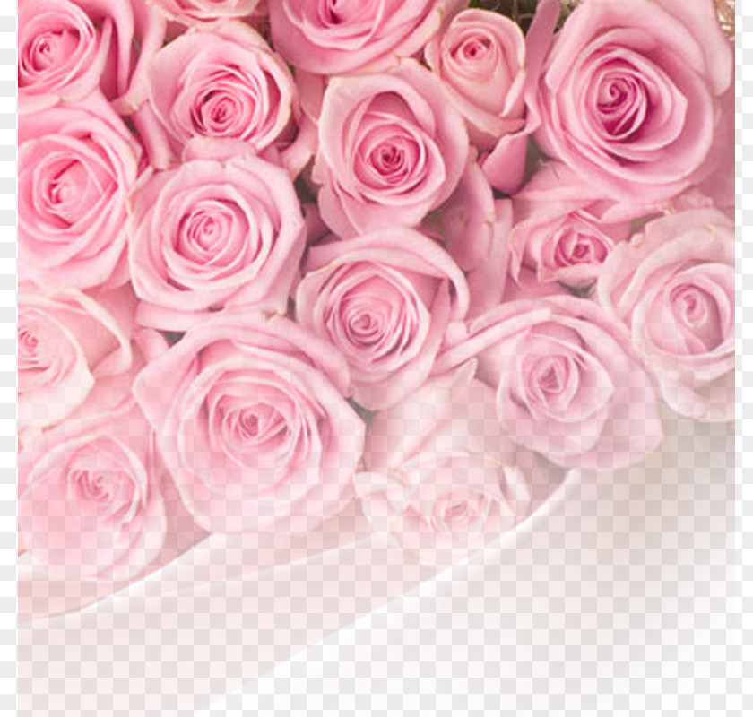 Rose Background Pink Flower Wallpaper PNG