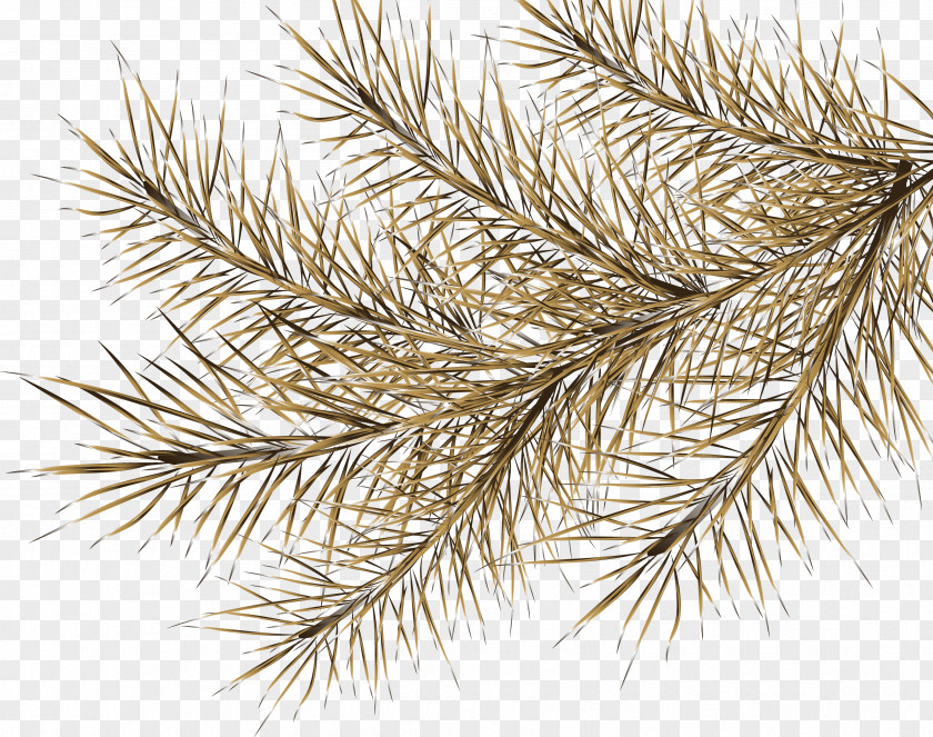 Branches Spruce Digital Image Tree Clip Art PNG