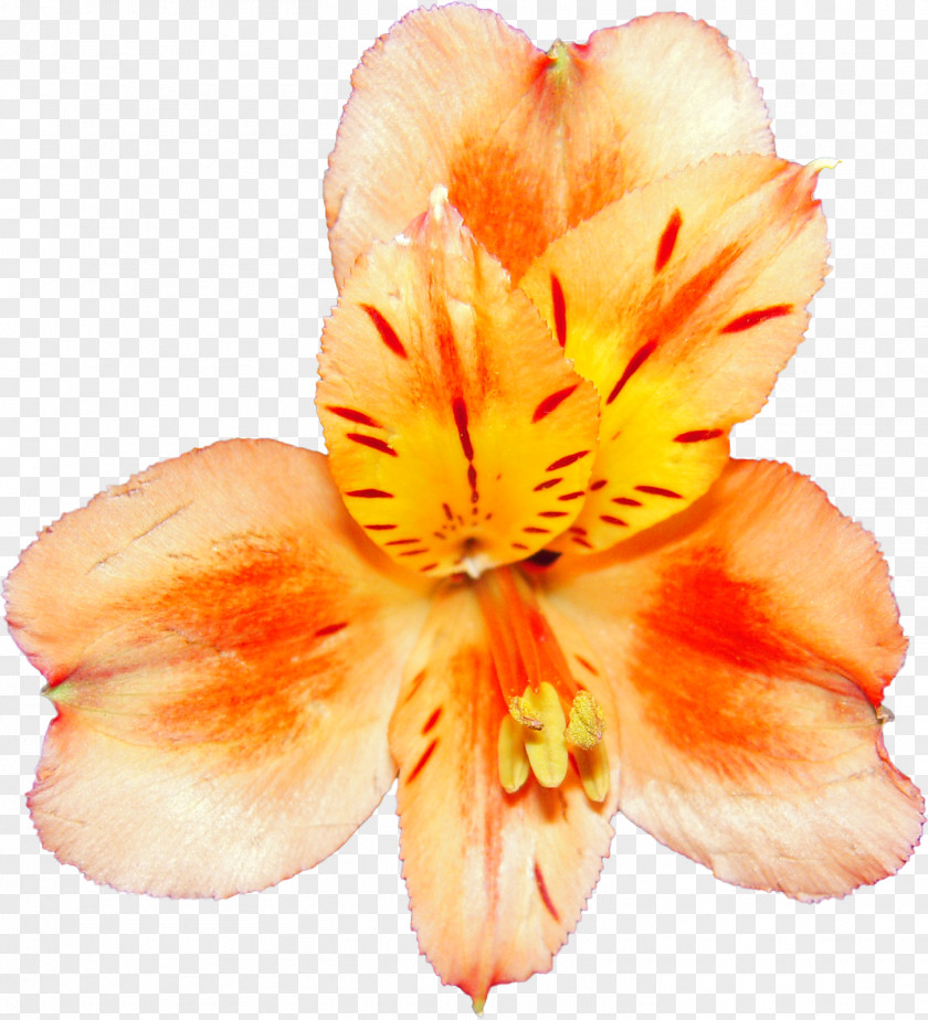 Flower Drawing Bouquet PNG