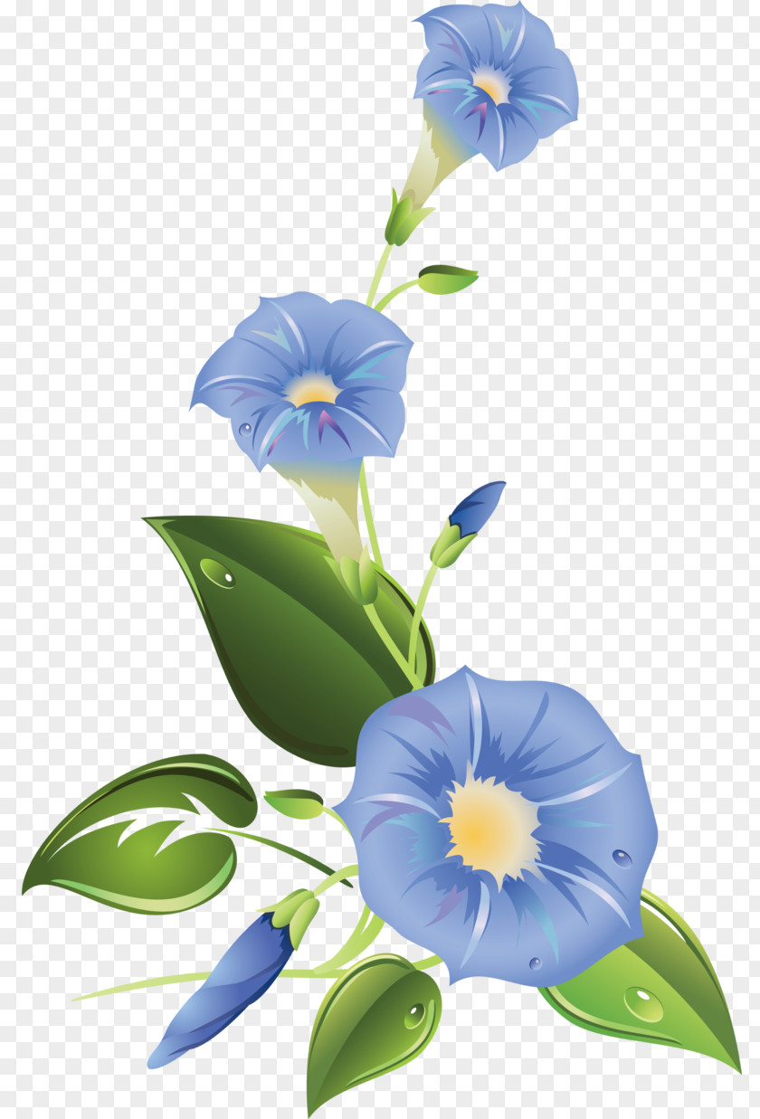 Flower Ipomoea Purpurea Morning Glory Clip Art PNG