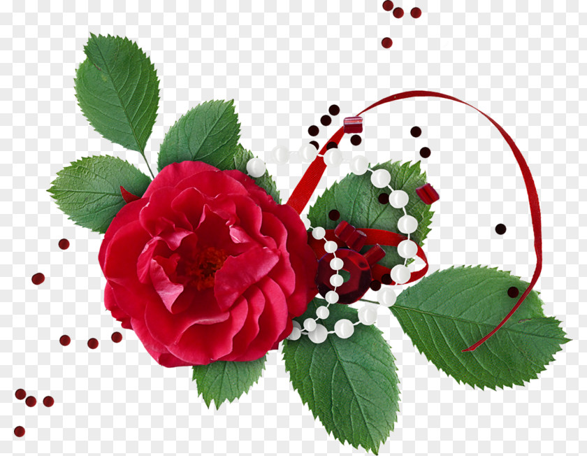 Garden Roses Cabbage Rose .cz Blog Wish PNG