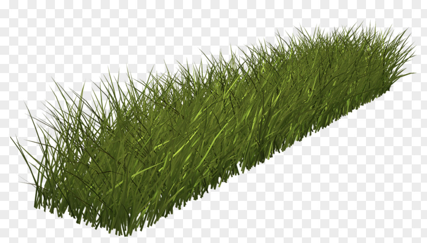Green Grass Clip Art PNG