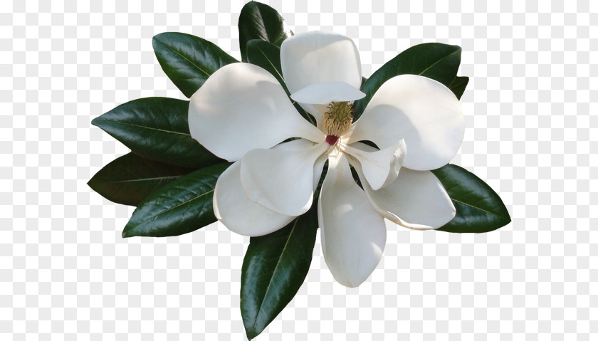 Magnolia Clip Art PNG