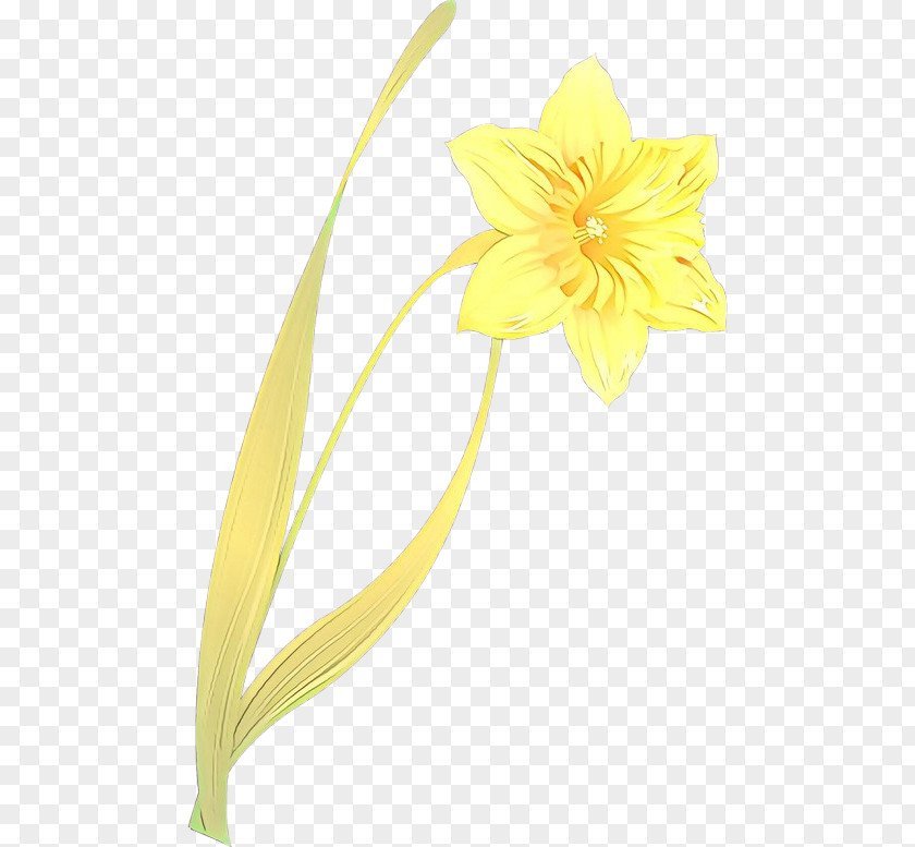 Narcissus Amaryllis Family Yellow Flower Plant Petal Pedicel PNG