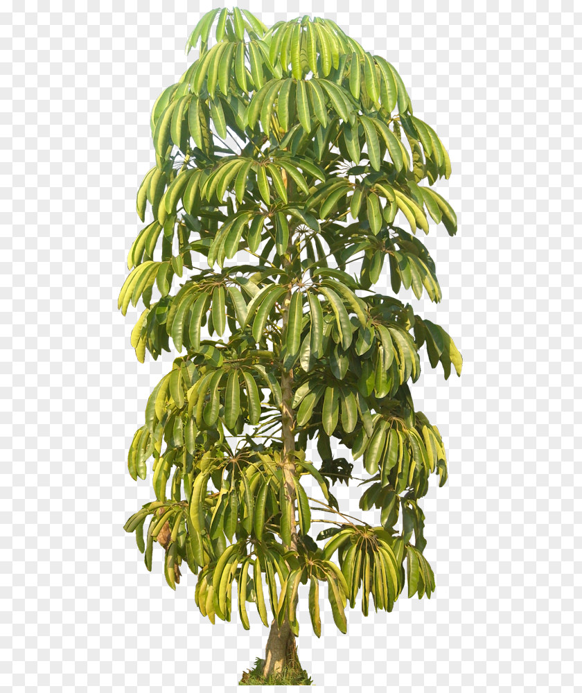 Tropical Plant Houseplant Tree Schefflera Actinophylla Euphorbia Lactea PNG